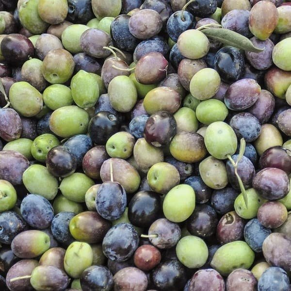recogida de aceitunas