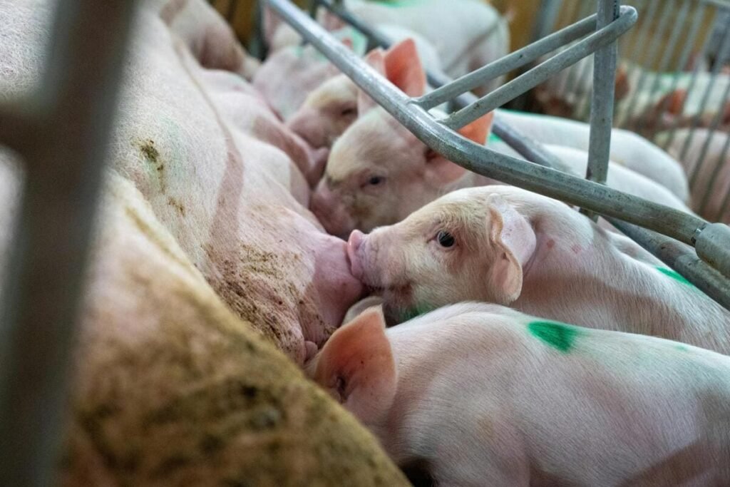 Las clausulas espejo en el sector porcino y agroalimentario