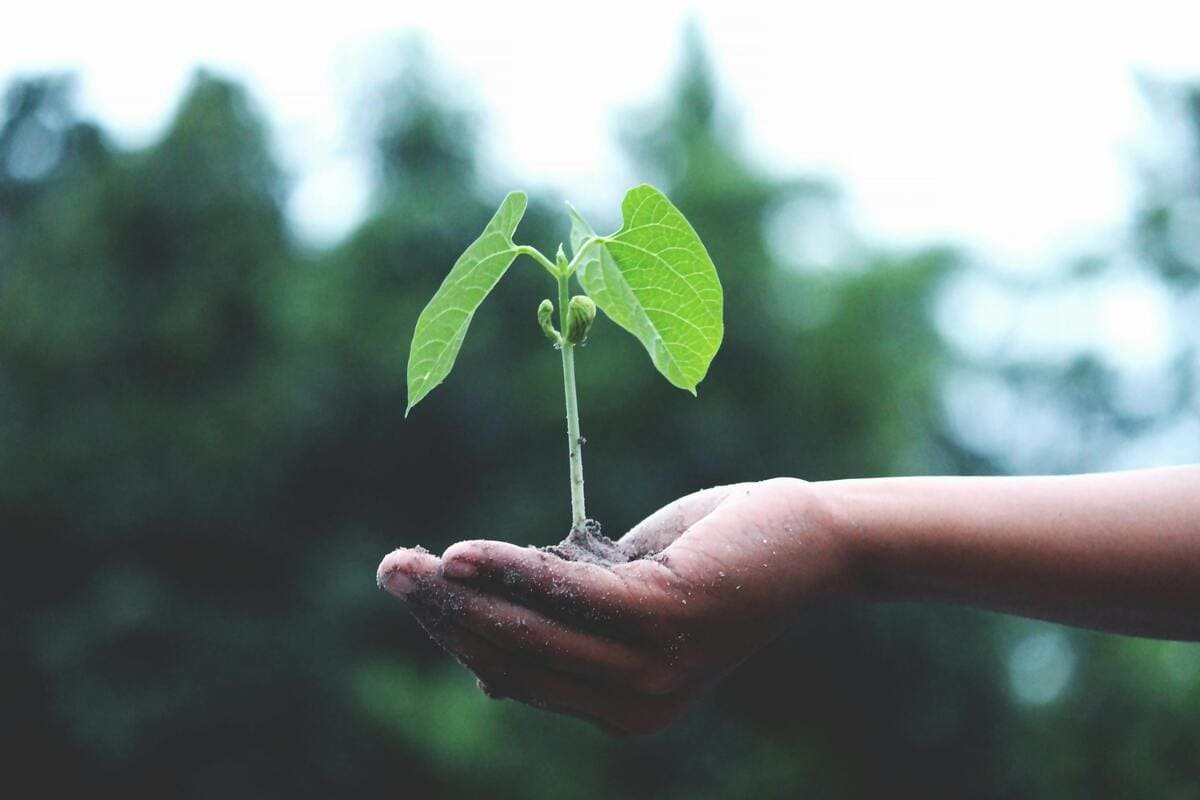 Agricultura regenerativa