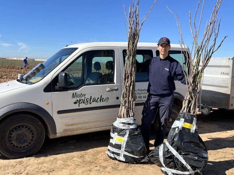 Plantas Injertadas de Pistacho sobre patrón UCB1 a raíz desnuda