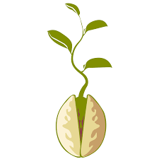 Agroservi Naturpistachos
