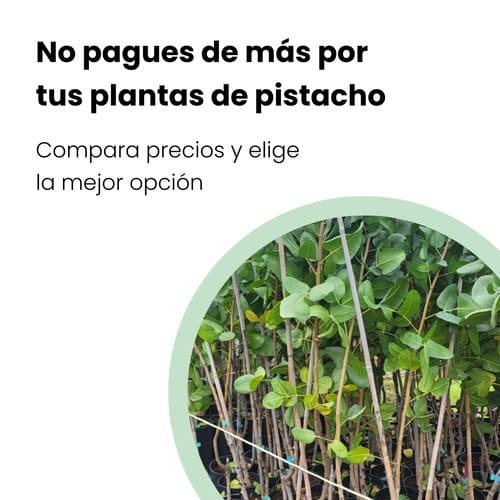 precios plantas de pistachos