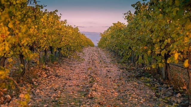 El desafío del sector vitivinícola español