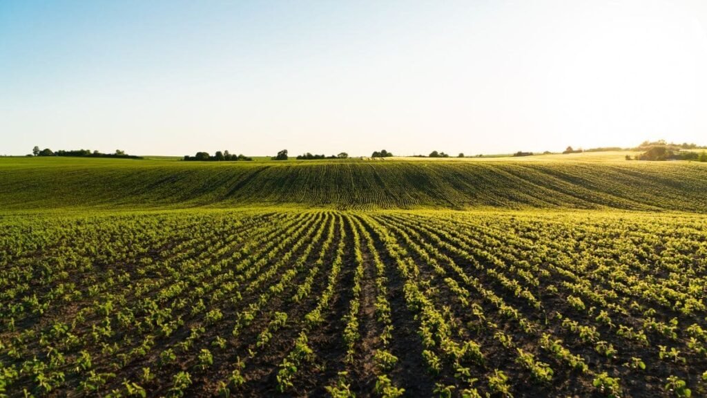 explotacion negocio agricola