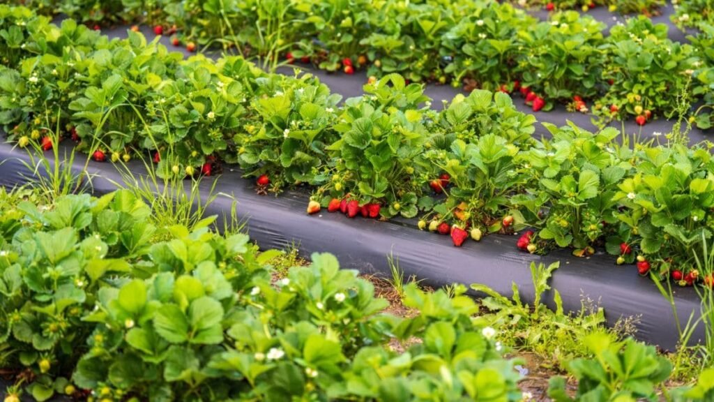 Produccion horticola cultivo de fresas