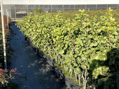 Plantas Injertadas de Pistacho sobre patrón UCB1 a raíz desnuda