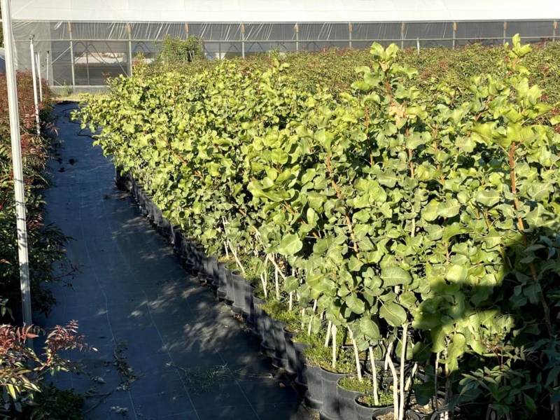 Plantas Injertadas de Pistacho sobre patrón UCB1 a raíz desnuda