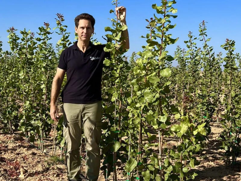 Plantas Injertadas de Pistacho sobre patrón UCB1 a raíz desnuda