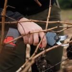 tijeras de poda Zanon ZM25