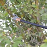 tijeras-electrica-pertiga-hp37