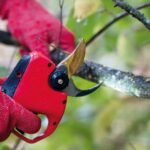 Tijeras de poda electrica Felco 834w (2)